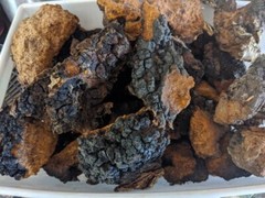 Dried Chaga Mushroom Chunks Organic from Upper Michigan 1 Pound