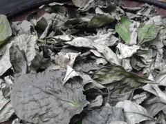 Daun Keji Beling ( Strobilanthes Crispus ) Black Face General Dried Leaves