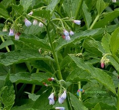 100 Seeds Symphytum Officinale Common Comfrey Perennial Flowering Plant Boneset