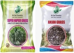 Super Napier Grass Seebs | Anjan Grass Seebs – High Protein Grass for Cattle|