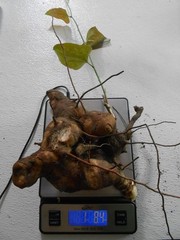 Chaney Root – SMILAX BALBISIANA Cocolmeca ROOTED LIVE PLANT- Herbal 1.5Lbs