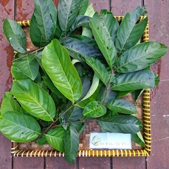 Daun Rambutan (Nephelium lappaceum) Dried Leaves