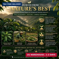 WOTIHA 45 Count Premium Soursop Graviola Tea Bags – 100% Natural soursop leaves,