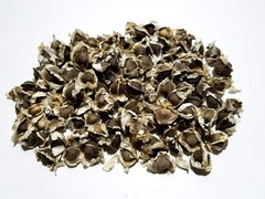 Moringa Oleifera Seeds (Semillas Moringa) WT: 1oz-3oz-5oz-10oz!