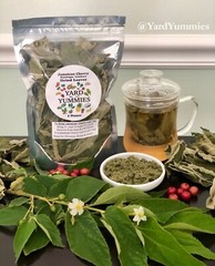 Dried Jamaican Cherry Strawberry Tree LEAVES 1oz Loose Leaf Tea Muntingia USA