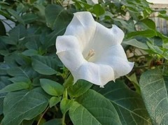 70g Dried Datura Metel Big Leaves Pure Natural Devil’s Trumpet Ceylon Herbal