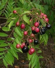 20 unit CreativeFarmer OCurry leaves Plant Seed Kari Patta Seed ORGANIC