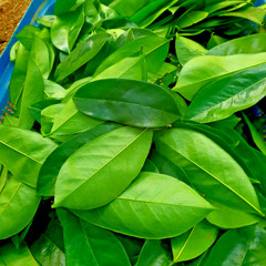 200+ ORGANIC Dried Soursop Leaves Herbal Tea Annona Hojas De Guanabana Graviola