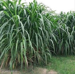 Napier Grass Seeds, King Grass, Elephant Grass Seed for Goat and Cow 100g – 1kg