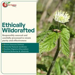 Goldenseal Root Herb – Cut & Sifted – by NY Spice – FREE SHIP