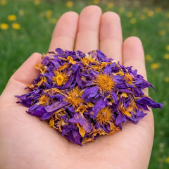 25g Organic Egyptian Blue Lotus · Premium Blue Lotus Flowers Tea, Whole flowers