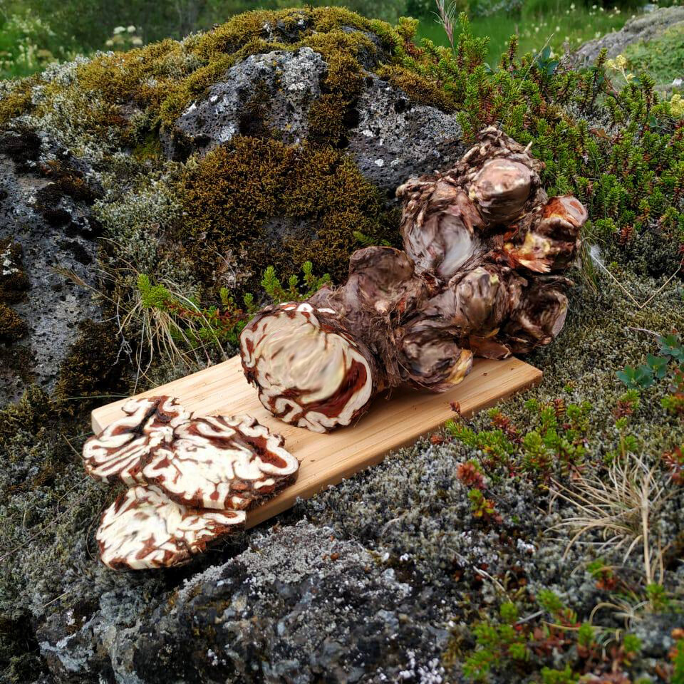 Icelandic Golden Root – Large and Old Wild Harvested Arctic Rhodiola Rosea