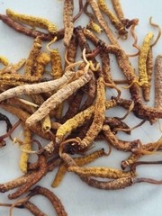 Pure Keedajadi Jadi Booti For Energy & Immunity Booster