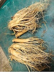 Korean Red Ginseng Root 6years *fresh* 1kg *man’s health*