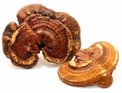 LINGZHI GANODERMA AKA REISHI MUSHROOM PURE POTENT 15:1 EXTRACT ORGANIC 100 CAPS