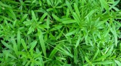 WholeSALE!! Wildcrafted Cleavers Herb PREMIUM Dried Cut/Sifted-4 oz, 1,2,5 lbs.