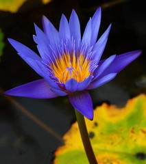 Egyptian Blue Lotus flower 200:1 Extract – Calming, serenity, anxiety relief