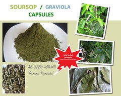 240 CAPSULES Dried Soursop Graviola Guanabana Leaves Organic Wild Crafted Herbs