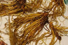 Goldenseal Root – Whole Dried Root, 2023 Appalachian Mountains Wild Harvest