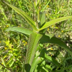 Boneset Tincture, Wild Organic Eupatorium Perfoliatum Herbal Extract