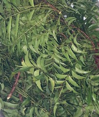 Organic Neem Leaves Hojas de neem Neem herbs Neem Azadirachta indica 25-100