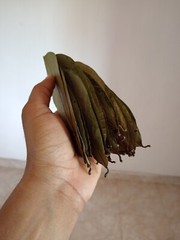 60Pcs Soursop Leaves / Hojas de Guanabana / Annona GRAVIOLA Natural Organic Leaf