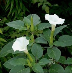 70g Dried Datura Metel Big Leaves Pure Natural Devil’s Trumpet Ceylon Herbal