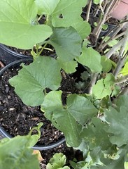 100 Seeds Organic Mucuna Beans Mucuna Pruriens For Growing And Food