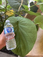Hierba Santa Hoja Santa – 8 Fresh Leaves Natural Organic Root Beer Plant Leaf !