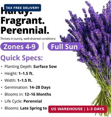 HOME GROWN Non GMO English Lavender Seeds 1,500+ Wildflower Seed for Planting In