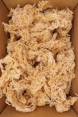 Premium Grade A Gold Sea Moss – 20 lbs (Bulk Wholesale)
