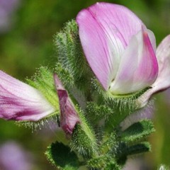Restharrow Dried Root In Kidney Stones – Tea – Ononis spinosa – 100 g – 3.52 oz
