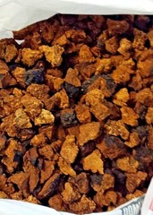  Wild Harvested Chaga Mushroom Double Extract Tincture 2 oz
