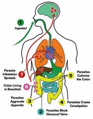 Parasite Detox Cleanse 2 oz(60m0l)