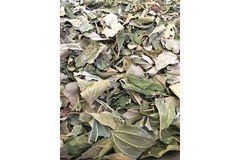 DRIED SIDR LEAVES. Natural, Healthy and Organic. ورق سدر مجفف