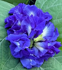 BLUE TEA-Blue Butterfly Pea Flower Tea loose leaf 100% Natural Organic tea (35g)