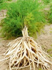 Safed Musli, Kaunch Beej, Ashwagandha, Shatavari Gokhru Akarkara Combo Free Ship