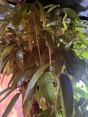 ORGANIC 50 Mango Leaves Fresh Florida 100% Natural Mango Leaves Organic