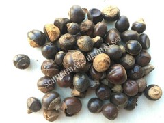 Guarana Seed, Paullinia cupana ~ Schmerbals Herbals