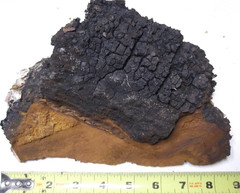 Alaska 1 LB. Pound 2 Oz. Whole Piece Wild Dried Chaga Mushroom Pure Organic