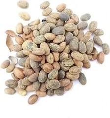 Jamalgota/Croton Tiglium/Jayaphala/Jamalghota Whole Seeds , 100% Indian Herbs