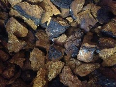 Michigan Chaga Great Lakes Treats 12oz size wild foraged