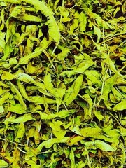 Mitragyna Javanica 1 KG (1000 grams) Freshest On The Market