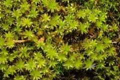 500 Seeds Syntrichia Ruralis Twisted Star Moss Resistant Amazing Gardening Plant