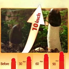Haitian GRES CACAO with ORGANIC 100% Natural Extract Oil , Longer & thicker grow