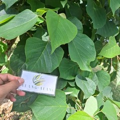 Jati putih (Gmelina arborea) White Teak Dried Leaves