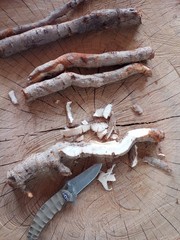 8 POUNDS Sassafras Root Fresh Dug, Organic