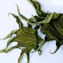 70g Castor Leaves – Whole Dried Organic Herbal Leaf Natural Premium Quality