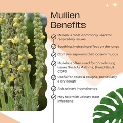 Mullein Tincture: Lung Tonic-Cleans, Heals & Restores. Detoxes Lymph System