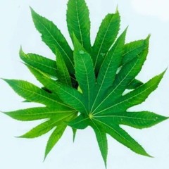 70g Castor Leaves – Whole Dried Organic Herbal Leaf Natural Premium Quality